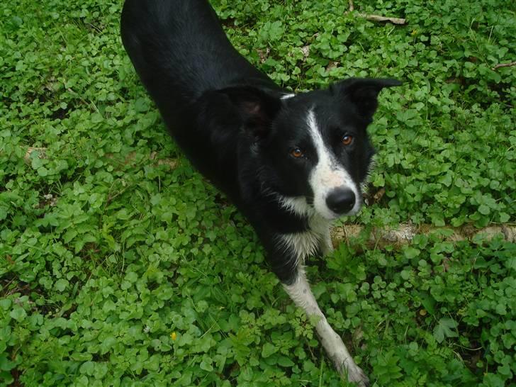 Border collie Spot - R.I.P 18/5 2010 - 2. Spot sommer 09  billede 2