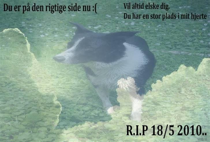 Border collie Spot - R.I.P 18/5 2010 - 3. Spot :´(  billede 3