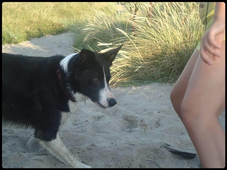 Border collie Spot - R.I.P 18/5 2010 - 3. Leger med sandet billede 4