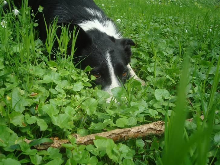 Border collie Spot - R.I.P 18/5 2010 - 4. Spot i skoven. 2010 billede 5