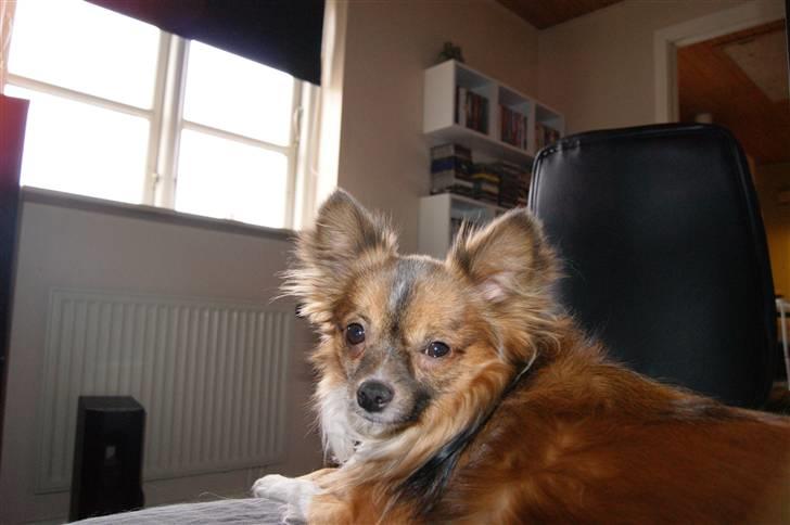 Blanding af racer Baloo billede 8