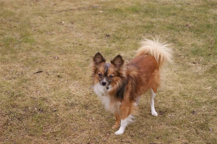 Blanding af racer Baloo billede 9