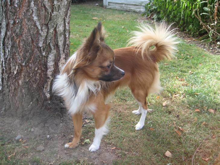 Blanding af racer Baloo billede 10