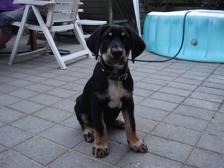 Blanding af racer Kanto billede 2