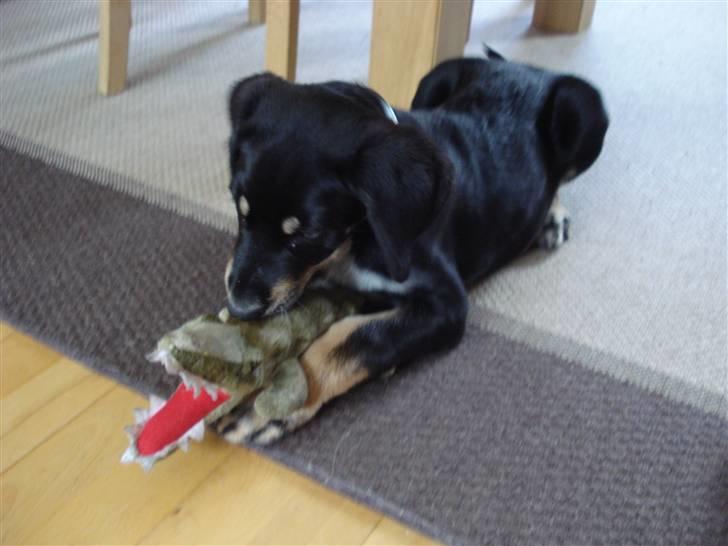 Blanding af racer Kanto billede 3