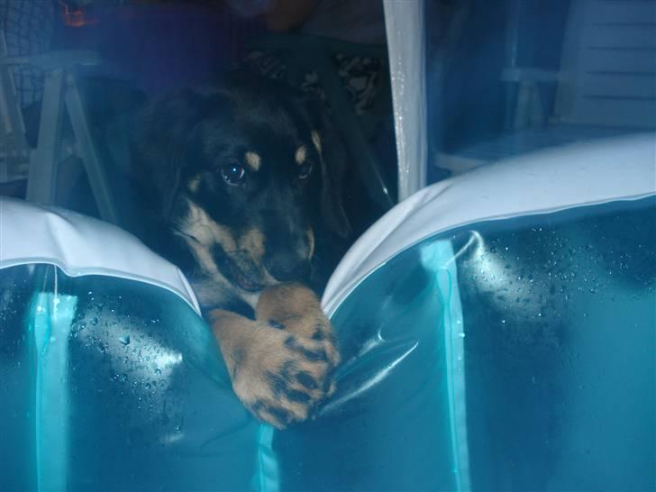 Blanding af racer Kanto billede 4