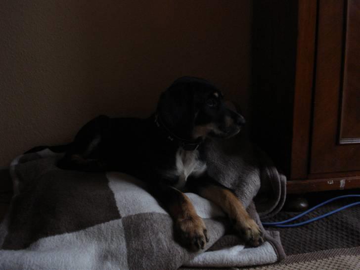 Blanding af racer Kanto billede 5