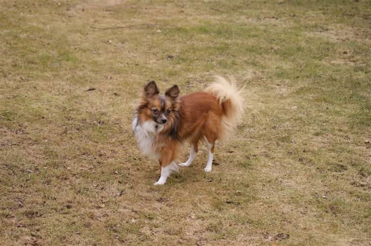 Blanding af racer Baloo billede 11