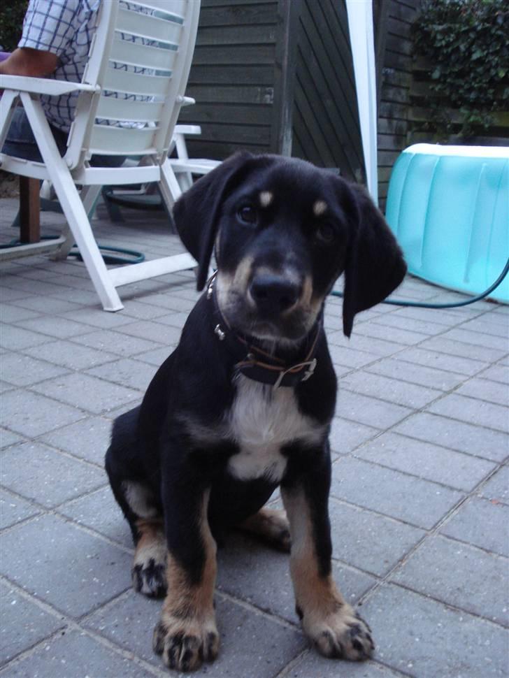 Blanding af racer Kanto billede 6