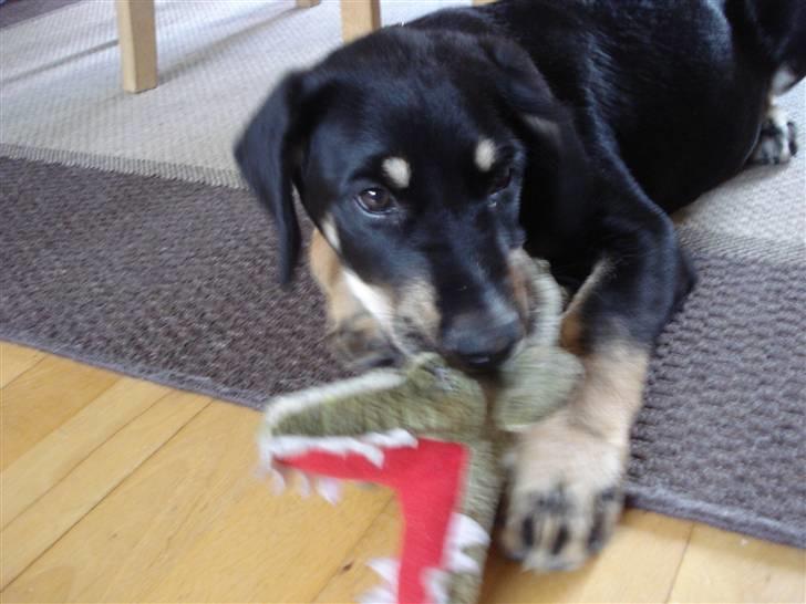 Blanding af racer Kanto billede 7