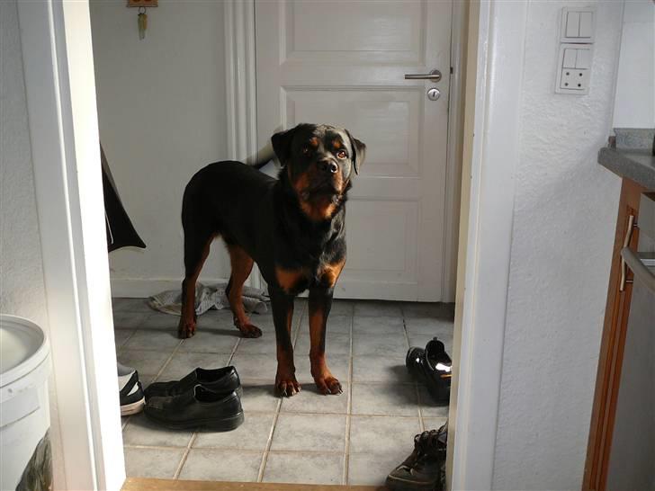 Rottweiler house of chaiyos basse    *RIP 2009* - Har du guffer. d 25/3-2009 billede 18