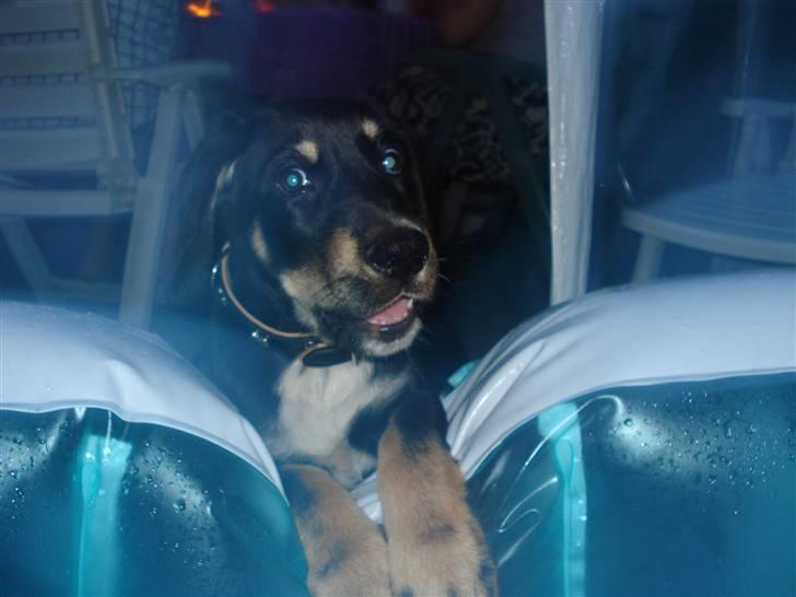 Blanding af racer Kanto billede 8