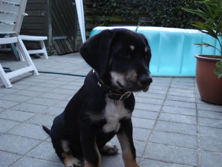 Blanding af racer Kanto billede 9