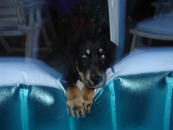 Blanding af racer Kanto billede 10