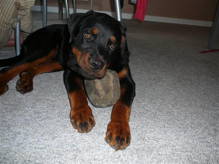 Rottweiler house of chaiyos basse    *RIP 2009* - Må jeg godt lege med den hehe billede 19