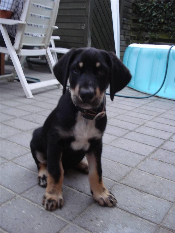 Blanding af racer Kanto billede 11