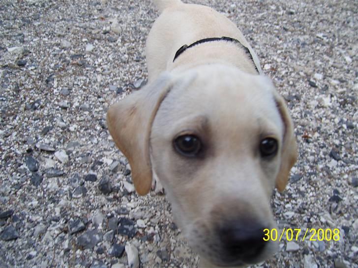 Labrador retriever Mollie billede 13