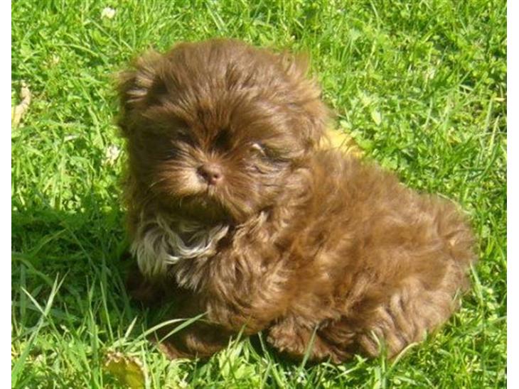 Shih tzu Bella billede 1