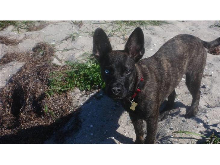 {{currentPhoto.altText}} billede {{currentPhoto.number}}