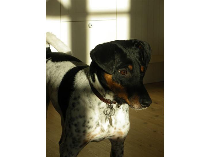 {{currentPhoto.altText}} billede {{currentPhoto.number}}