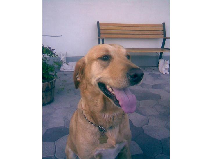 Labrador retriever FINDUS - Findus i haven billede 1