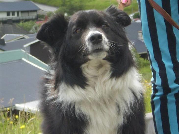 Border collie Lady billede 1
