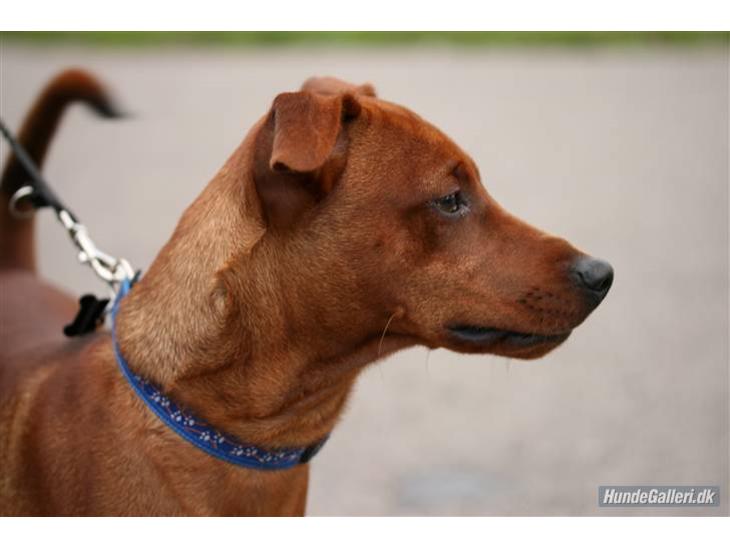 {{currentPhoto.altText}} billede {{currentPhoto.number}}