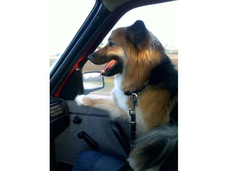 {{currentPhoto.altText}} billede {{currentPhoto.number}}