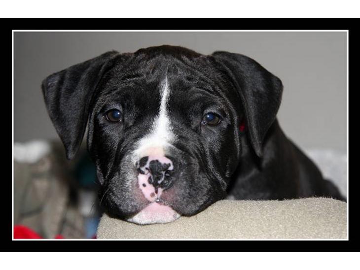 {{currentPhoto.altText}} billede {{currentPhoto.number}}