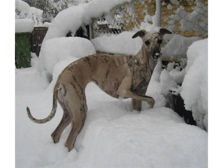 Whippet Piper - Piper  billede 1