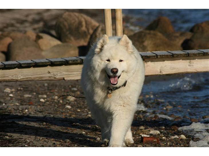 {{currentPhoto.altText}} billede {{currentPhoto.number}}