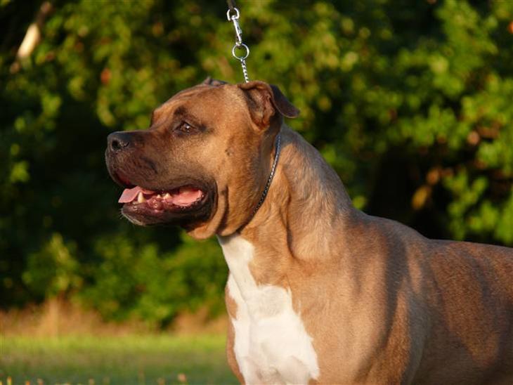 Amerikansk staffordshire terrier   - AA Bandit of G-A - Velkommen, håber i nyder mig :o) billede 1
