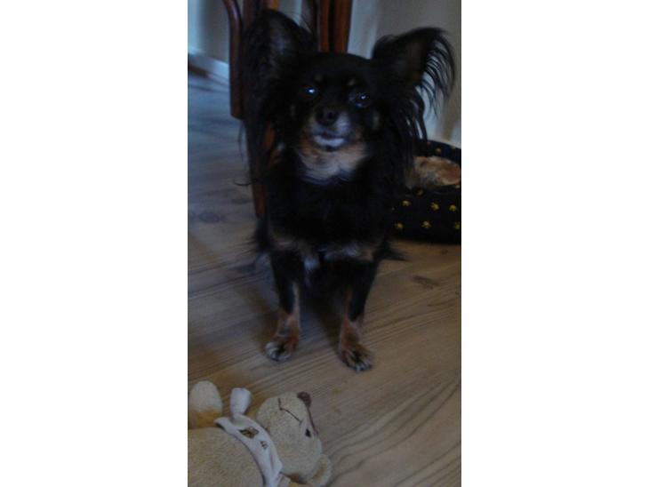 Chihuahua Pølse billede 1