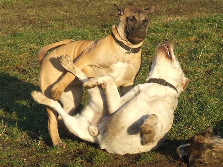 {{currentPhoto.altText}} billede {{currentPhoto.number}}