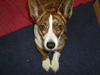 Welsh corgi cardigan Tanja RIP. 18/5 2014