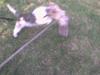 Ruhåret foxterrier Chico Chikago RIP  [ Himmelhund]