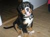 Berner sennenhund Bosco