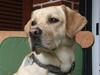 Labrador retriever Moro