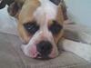 Amerikansk bulldog Molly