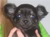 Chihuahua Little Beautifull Girl