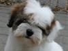 Coton de tulear Coton-Land`s Xanadu