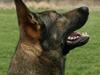 Schæferhund Jabina Pharao ( Anubis )