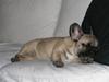 Fransk bulldog Elvira