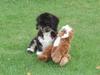 Lhasa apso Lui