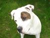 Amerikansk bulldog Ayia R.I.P :/
