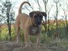 Boerboel Akua Alba [ Himmelhund]