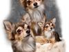 Chihuahua Cody