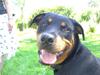 Rottweiler Lupa [Tidl. hund]