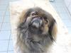 Pekingeser blaesy
