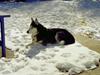 Siberian husky Sack
